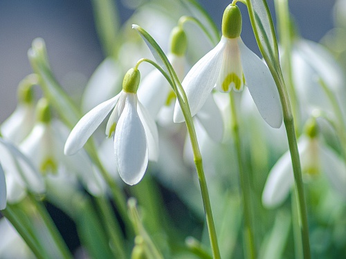 Iedereen wordt blij van de lente